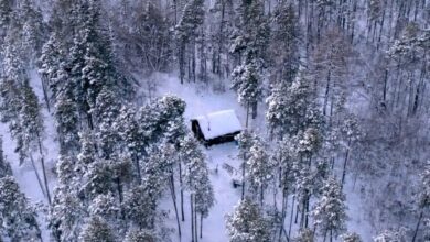 سردترین جنگل جهان