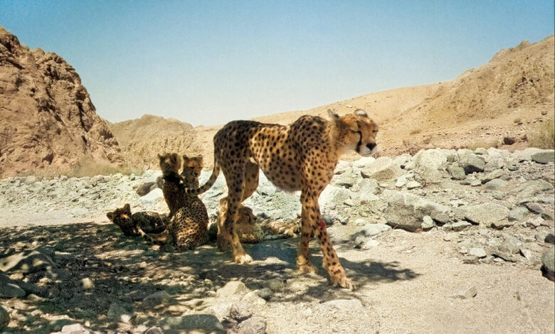 یوزپلنگ با تولههایش