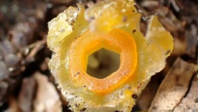 فانوس پریان