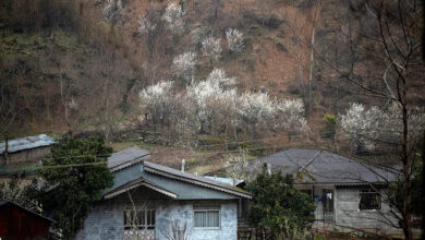 بهار زودرس - گیلان - بهار