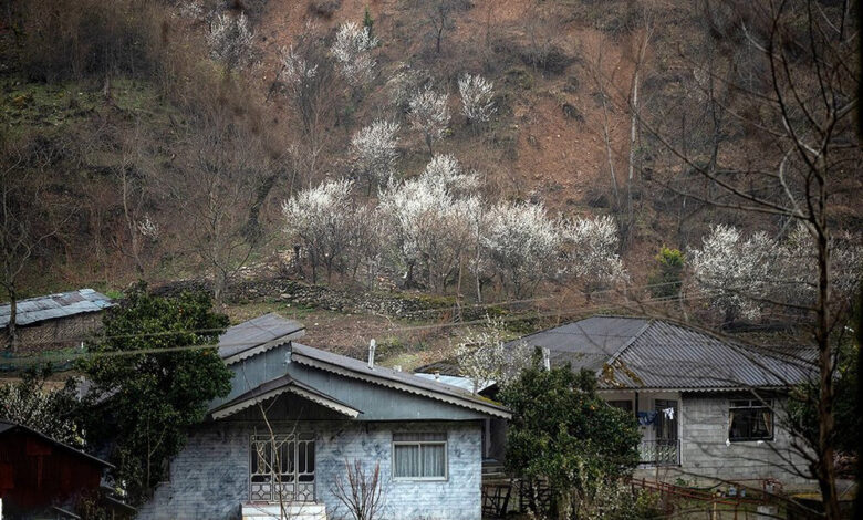 بهار زودرس - گیلان - بهار