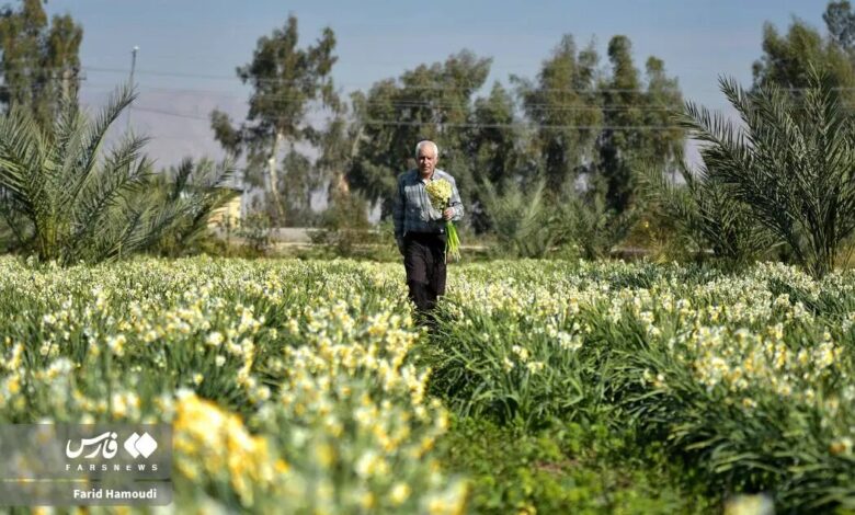 نرگس های زائر