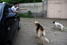 غذارسانی به سگ ها